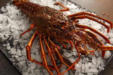 Langouste vivante sur un plateau de glaçons