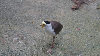 Spur-winged Plover|Vanellus miles|Masked Plover|蒙面鸻|白頸麥雞