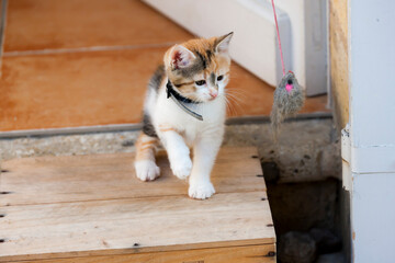 portrait of playing little kitten