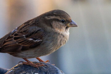 sparrow on a fence