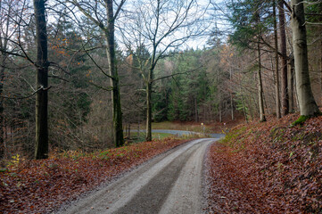 Fototapeta na wymiar A path through the autumn forest