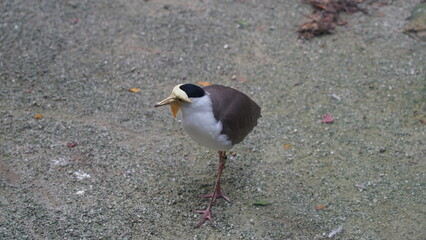 Spur-winged Plover|Vanellus miles|Masked Plover|蒙面鸻|白頸麥雞
