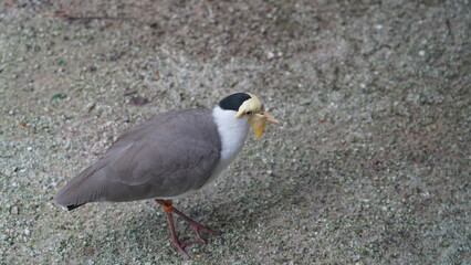 Spur-winged Plover|Vanellus miles|Masked Plover|蒙面鸻|白頸麥雞