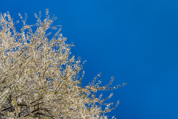 white flowering tree against the blue sky
