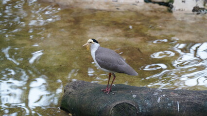 Spur-winged Plover|Vanellus miles|Masked Plover|蒙面鸻|白頸麥雞