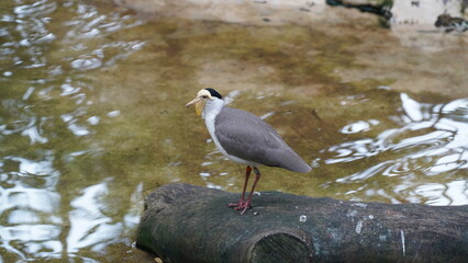 Spur-winged Plover|Vanellus miles|Masked Plover|蒙面鸻|白頸麥雞