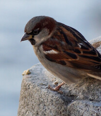 sparrow on a branch