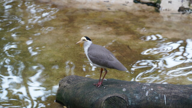 Strichvogel Bilder Durchsuchen 1,041 Archivfotos, und