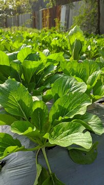 fresh green mustard ready to harvest. 