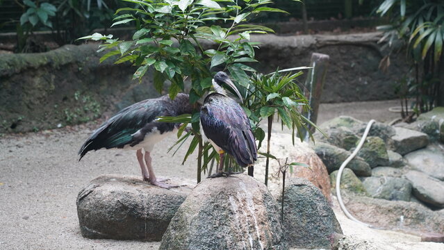 Black-headed Ibis|黑頭白䴉