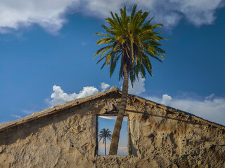 Fototapeta premium Palmera crece y sale por ventana de casa en ruinas