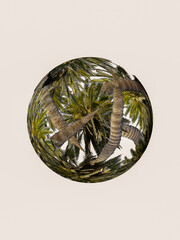 Esfera transparente con palmera en interior