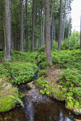 forest with a stream in Jeseniky Mountains, Czech Republic