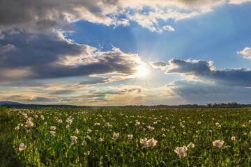 poppy field during sunset near Osoblaha, Czech Republic
