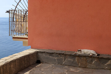 sleeping cat next to orange wall