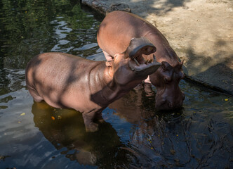 Hippo howling, hippo drinking water in Chiang Mai Zoo