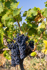 Typical vineyard with blue grapes near Chateauneuf-du-Pape, Cotes du Rhone, France