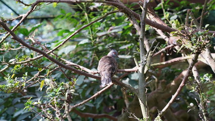 The Crested Quail-Dove (Geotrygon versicolor) is a species of bird in the family Columbidae, which includes doves and pigeons. This particular dove species is known for its distinctive appearance