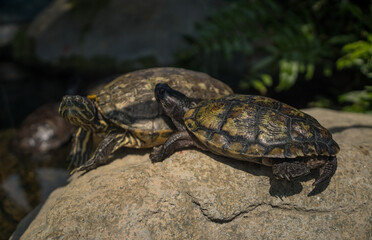 Koopa Koopa Two turtles crawling in Chiang Mai aquarium