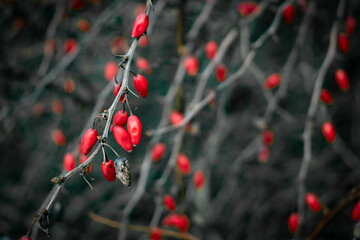 Red rose hip in winter