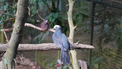 White-crowned Pigeon|Columbiformes| Patagioenas leucocephala|白頂鴿