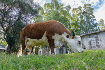 View from below of a Polled Hereford cow grazing