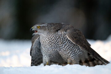 Northern goshawk (Accipiter gentilis) in forest in winter