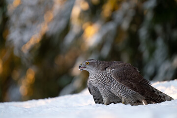 Northern goshawk (Accipiter gentilis) in forest in winter