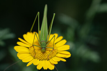 Długoskrzydlak sierposz siedzący na żółtym kwiatku (Phaneroptera falcata, sickle-bearing bush-cricket) - obrazy, fototapety, plakaty