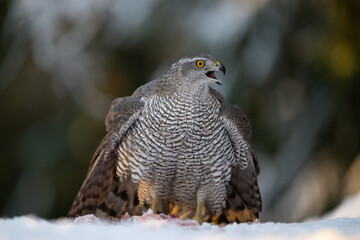 Northern goshawk (Accipiter gentilis) in forest in winter