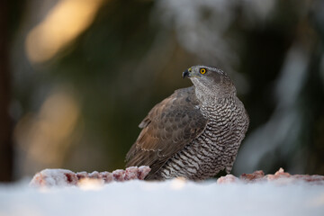 Northern goshawk (Accipiter gentilis) in forest in winter