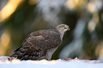 Northern goshawk (Accipiter gentilis) in forest in winter
