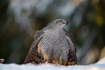 Northern goshawk (Accipiter gentilis) in forest in winter