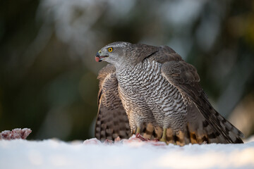 Northern goshawk (Accipiter gentilis) in forest in winter