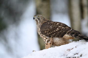 Northern goshawk (Accipiter gentilis) in forest in winter