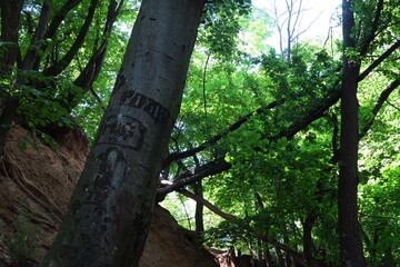 Obraz premium slovakia location in nature with green forest with writing on tree in slovakia
