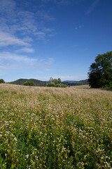 beauty of the flower field in the mountains. countryside in the field. Zeta Meadow
