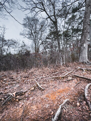 Oak tree trunk in the forest, walking path trail. Nature Reserve line creek