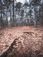 Oak tree trunk in the forest, walking path trail. Nature Reserve line creek