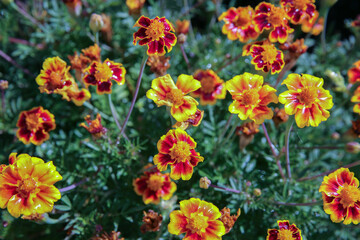 Obraz premium blurred floral background, wet marigold flowers ( Tagetes erecta) in the meadow after the rain