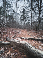 trunks in the forestOak tree trunk in the forest, walking path trail. Nature Reserve line creek
