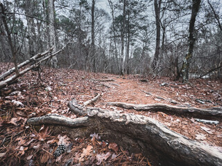 Oak tree trunk in the forest, walking path trail. Nature Reserve line creek