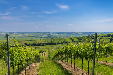 Fototapeta na wymiar Vineyards near Mailberg, Lower Austria, Austria