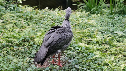 Southern Screamer|Chauna torquata|冠叫鴨