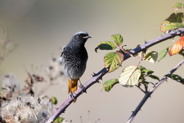 The black redstart (Phoenicurus ochruros) is a small passerine bird