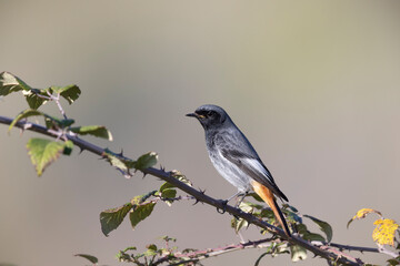 The black redstart (Phoenicurus ochruros) is a small passerine bird