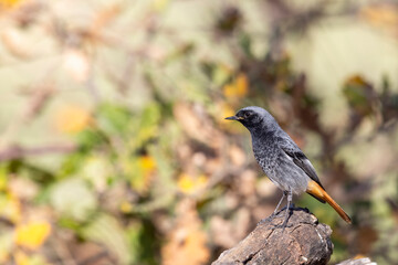 Obraz premium The black redstart (Phoenicurus ochruros) is a small passerine bird