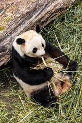 Fototapeta premium Giant Panda eats bamboo in the zoo