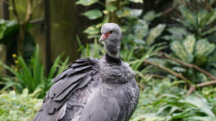 Southern Screamer（学名：Chauna torquata）は、南アメリカに生息する大型の水鳥であり、鳥類学上のカッコウ目に分類されます。彼らは特徴的な鳴き声で知られており、湿地や沼地などの水辺の地域に生息しています。彼らは主に植物や小さな動物を食べ、しばしば地上で歩き回ります。Southern Screamerは大きな体と長い足を持ち、頭には鮮やかな赤い肉垂れがあります。これらの鳥