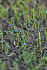 closeup the ripe green blue onion plant growing in the farm soft focus natural green brown background.